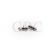 CONEXÃO T C/ ROSCA 3,3MM PORCA X 1,6MM ESPIGÃ X 3,3MM PORCA